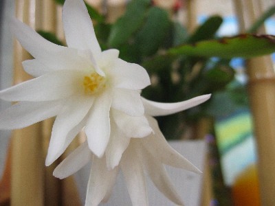 Zygocactus truncatus,Thanksgiving Cactus, Christmas Cactus, Easter Cactus,زیگو کاکتوس
